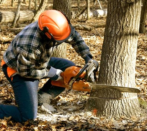 Tree Removal in New Harbor, ME